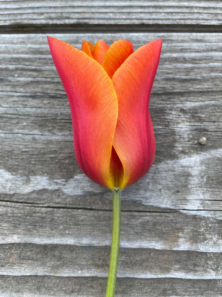 Tulpe 'Ballerina'